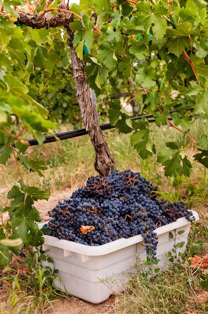 Washington State-Pasco A bin of merlot grapes at harvest